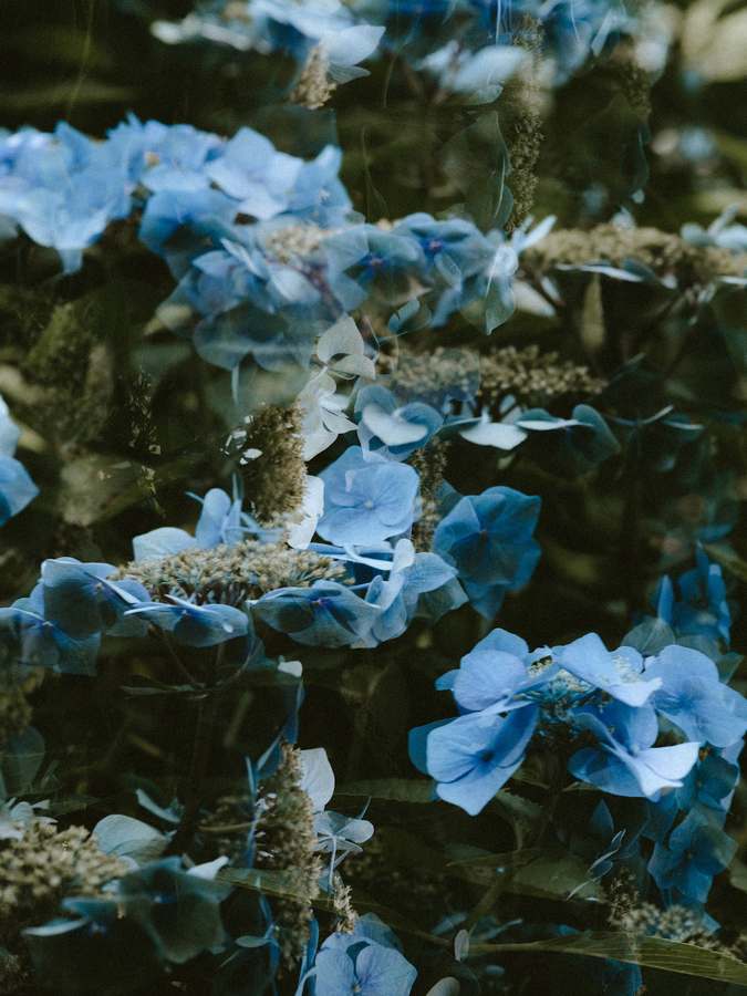 Asteri Healing Arts — Naturopathic Medicine in Preston Rd #102, Dallas