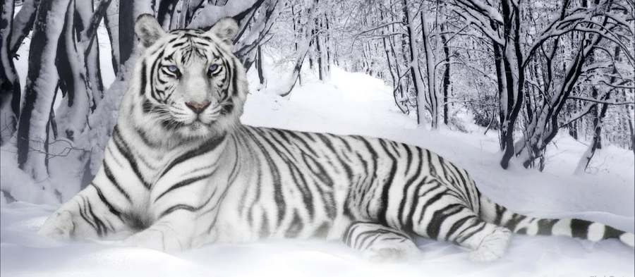 White Tiger Counseling — Psychotherapy in N 3rd St Ste 106, Phoenix