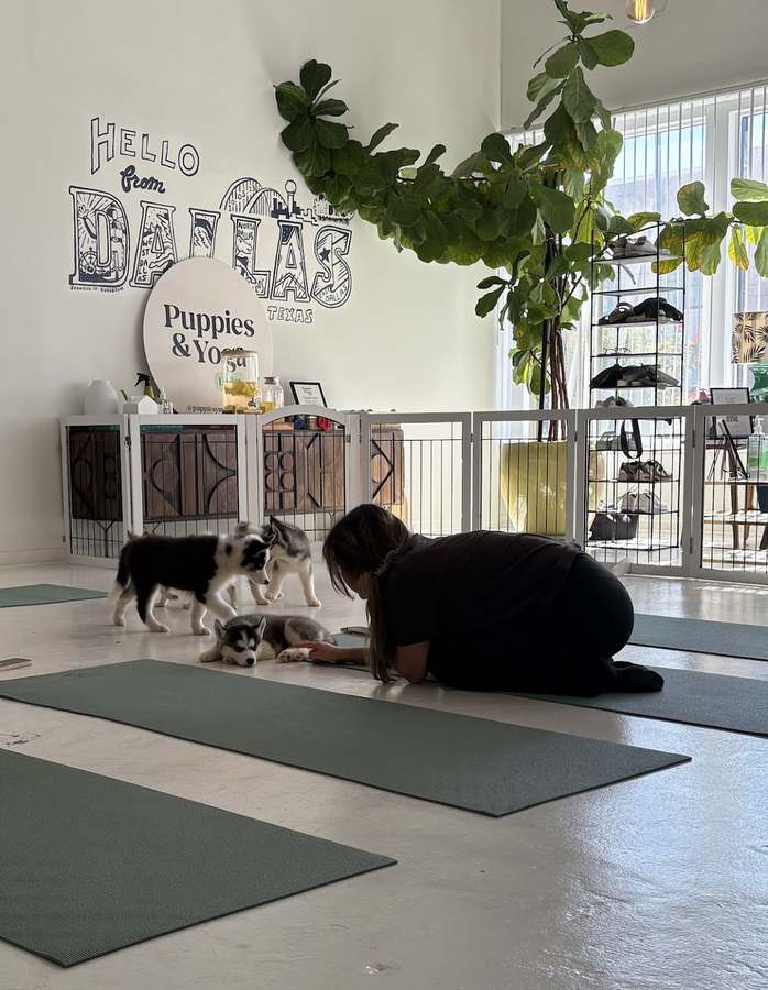 Puppy Yoga Dallas 3 (Puppies Yoga) — photo 1
